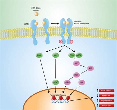 EGFR Lung Cancer