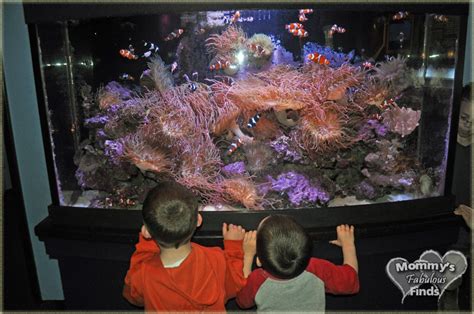 Mother's Day Weekend at the Mystic Aquarium - Mommy's Fabulous Finds