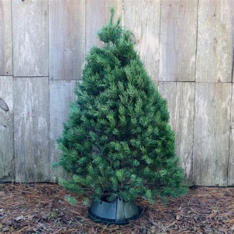 5 ft. Freshly Cut Scotch Pine Real Christmas Tree HD9066 - The Home Depot