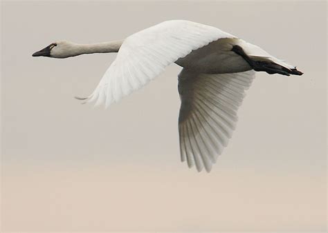 Tundra Swan