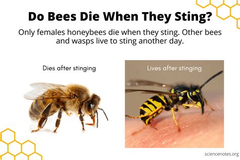 Do Bees Die When They Sting?