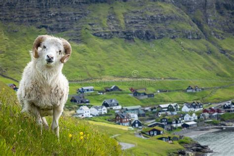 Wildlife in the Faroe Islands. Sheep on Vagar Island. Faroe Islands. Denmark Stock Photo - Image ...