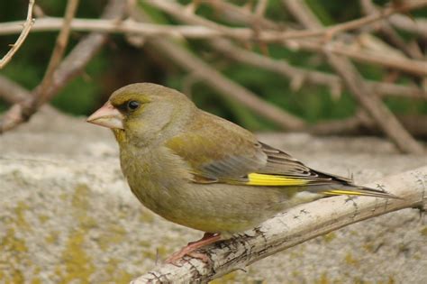 European Greenfinch | Greek Nature Encyclopedia