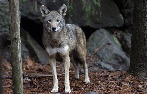 A dozen critically endangered red wolf pups were born at the North ...