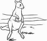 Free Printable Kangaroo Coloring Pages For Kids sketch template