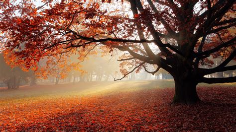 Wallpaper Park in autumn, tree, red leaves, morning, fog 3840x2160 UHD ...