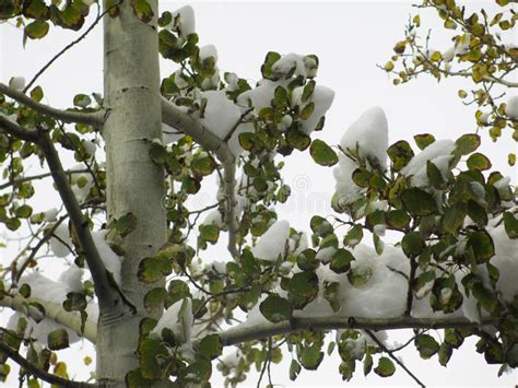 Snow-Covered Aspen stock image. Image of forest, weather - 131078751