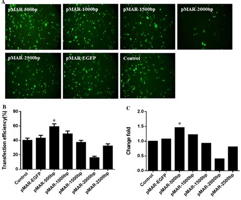 Transfection efficiency and eGFP transient expression levels in ...