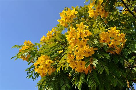 Yellow Jacaranda Tree | california indigenes tree yellow flower (With ...