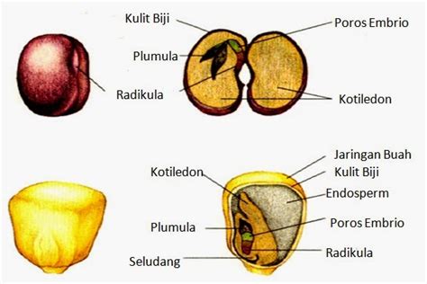 Struktur dan Fungsi Buah dan Biji ~ pasti pintar