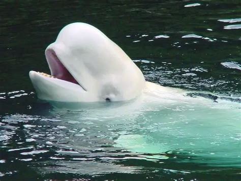 Beluga Whale Facts | Beluga Whale Diet & Habitat