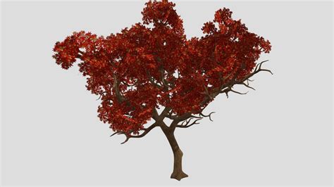 Japanese Maple - Download Free 3D model by endlessvoidmc [003c6ab] - Sketchfab