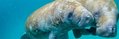 Volunteer for Manatee Conservation | Top Manatee Conservation Projects 2023