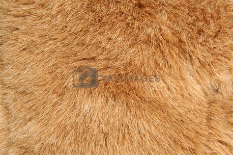 Royalty Free Image | Brown fur background texture by njnightsky