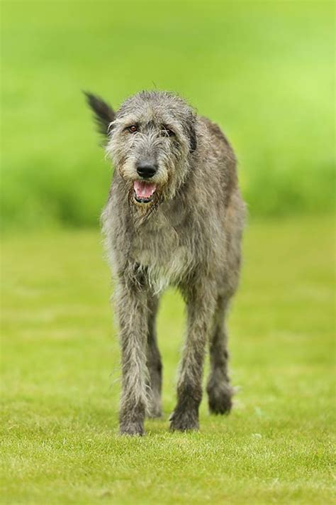 Irish Wolfhound Dog Breed Information