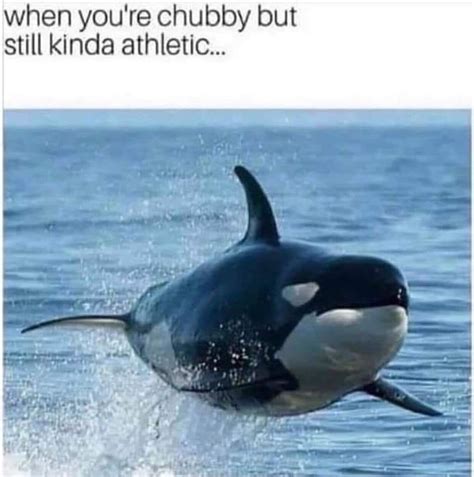 *happy orca noises : r/memes