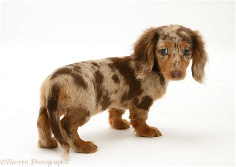 69+ Long Hair Dapple Dachshund For Sale Photo - Bleumoonproductions