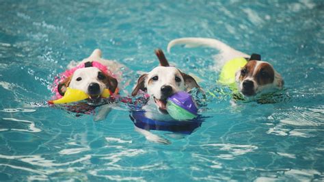 15 Cutest Videos of Dogs Swimming That'll Make You Want To Have A Doggo Pool Party