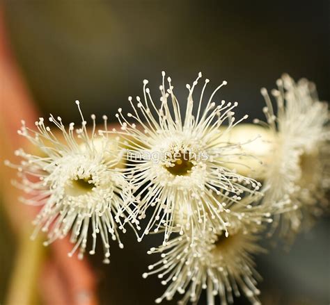 "Bright, White Eucalyptus Tree Flowers" by imaginethis | Redbubble