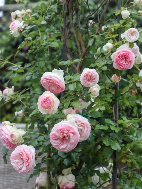 5 Best Cottage Garden Roses to Grow in Your Yard - Hydrangea Treehouse