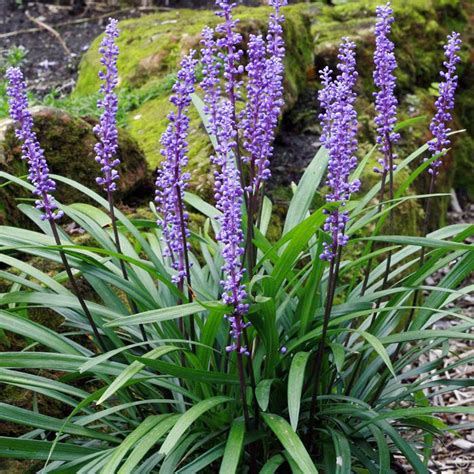 Liriope Muscari Evergreen Giant - Hello Hello Plants & Garden Supplies