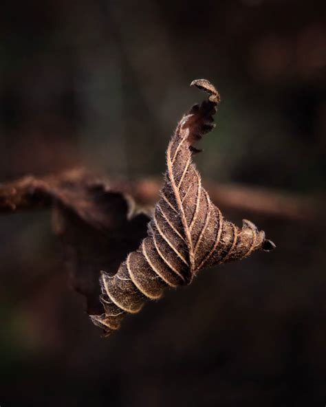 8 Tips For Fascinating Nature Macro Photography On iPhone