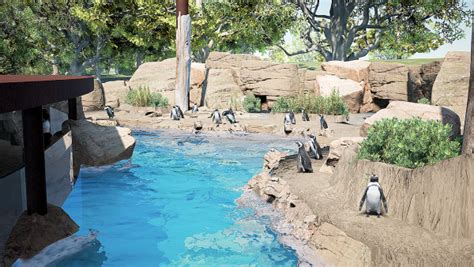 Franklin Park Zoo in fund drive to build new African Penguin habitats ...