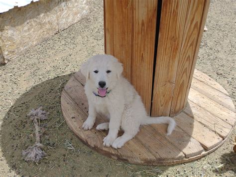 Lifestock guard dog puppies, Anatolian Shepherd x Great Pyrenees 14 weeks | National Ag ...