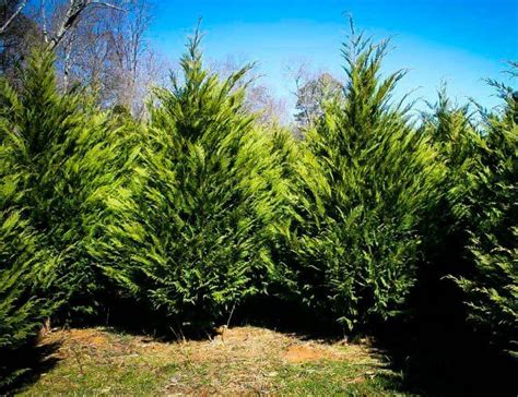 Solved! Which Evergreens Grow the Fastest | Fast growing evergreens, Fast growing pine trees ...