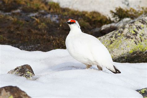 Rock Ptarmigan in China - Shanghai Birding 上海观鸟