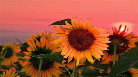 Sunflowers With Background Of Red Sunset Sky HD Flowers Wallpapers | HD ...