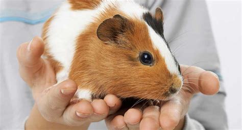 How Big Do Guinea Pigs Get? A Guinea Pig Size Guide