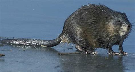 Muskrat - Musky, Round Semi-aquatic Rodent | Animal Pictures and Facts | FactZoo.com