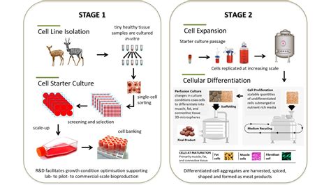 5 innovative solutions in the lab-grown meat industry - Novable