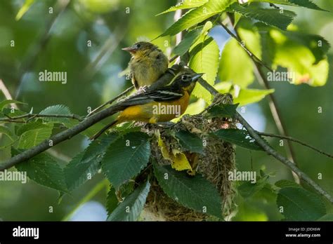 Baltimore Oriole nest Stock Photo - Alamy