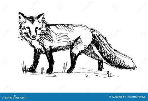 Fox. Line drawing stock illustration. Illustration of nature - 173602364