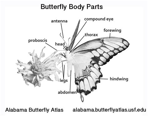 Graphics - Alabama Butterfly Atlas