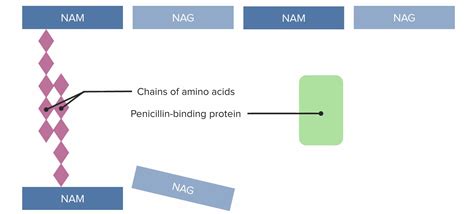 Mechanism Of Action Of Penicillin In Pharmacology - IMAGESEE