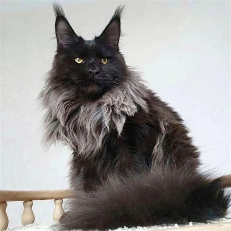 Black Smoke Maine Coon Kitten For Sale | Maine Coons Kittens