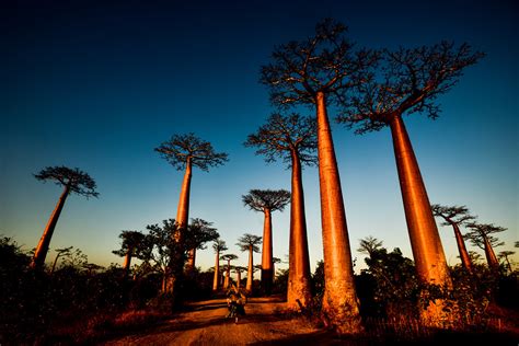 Avenue of the Gods, Avenue of the Baobabs | The Monsoon Diaries