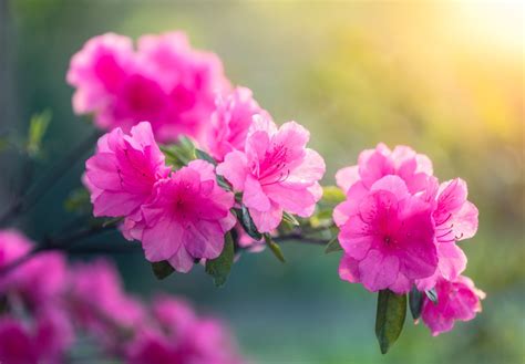 Download Pink Flower Branch Nature Azalea HD Wallpaper