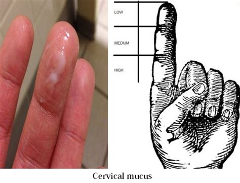 Cervical Mucus Early Pregnancy | Pregnancy Tips