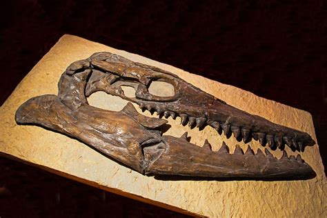 Tylosaurus Skull Fossil Photograph by Millard H. Sharp - Fine Art America