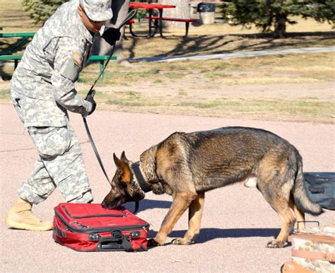 03-28-14-TopDog6-1024x835 | Military working dog, Falco, sni… | Flickr