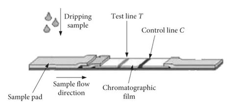 Schematic diagram of immunochromatography. | Download Scientific Diagram