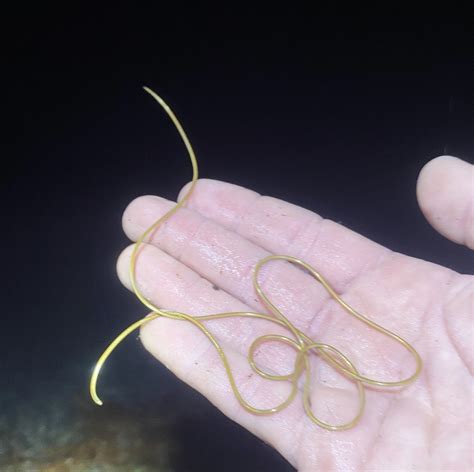 Horsehair worms are truly bizarre creatures | ECOVIEWS