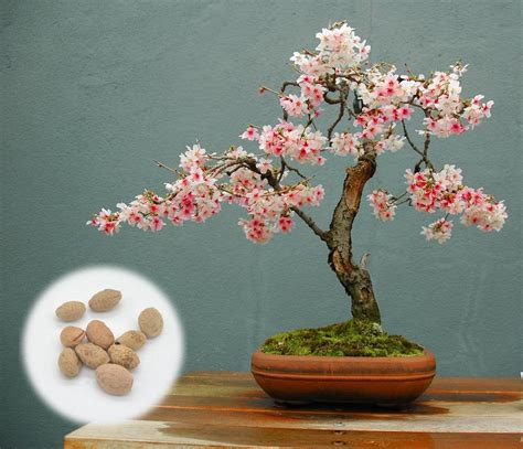 10 Semillas de Bonsái Flor de Cerezo en Flor Japonesas | Etsy | Bonsai ...