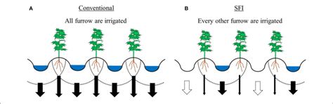 | The concept of skip furrow irrigation (SFI). (A) is conventional... | Download Scientific Diagram