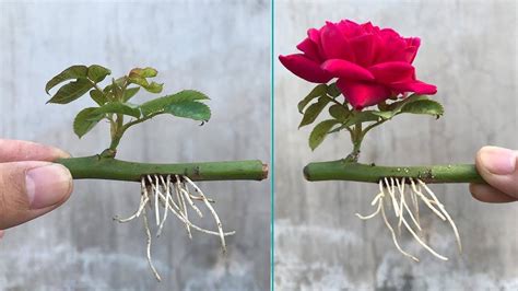 How to Propagate Roses with a Glass of Water: They will bloom within a few days – Top Garden Tricks