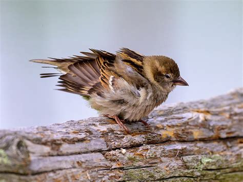 Ruffled Feathers Photograph by Mark Long - Fine Art America